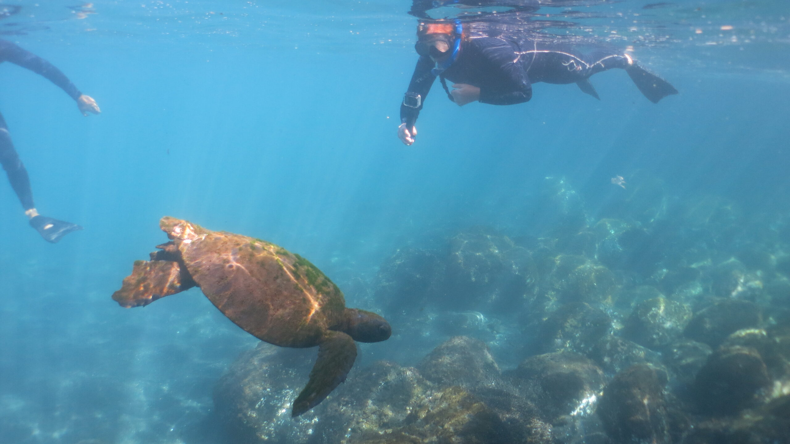 Snorkelers observing a sea turtle in the Galapagos