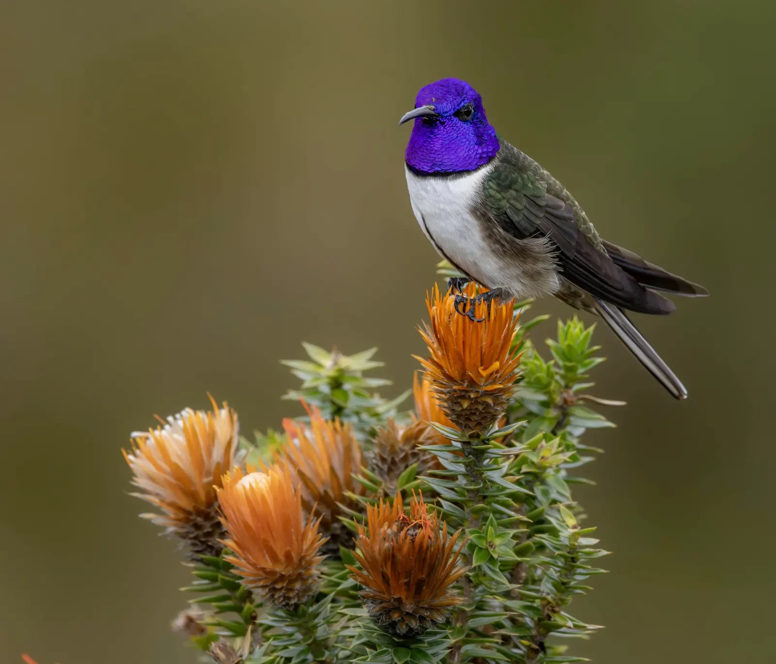 Ecuadorian Hillstar in Ecuador
