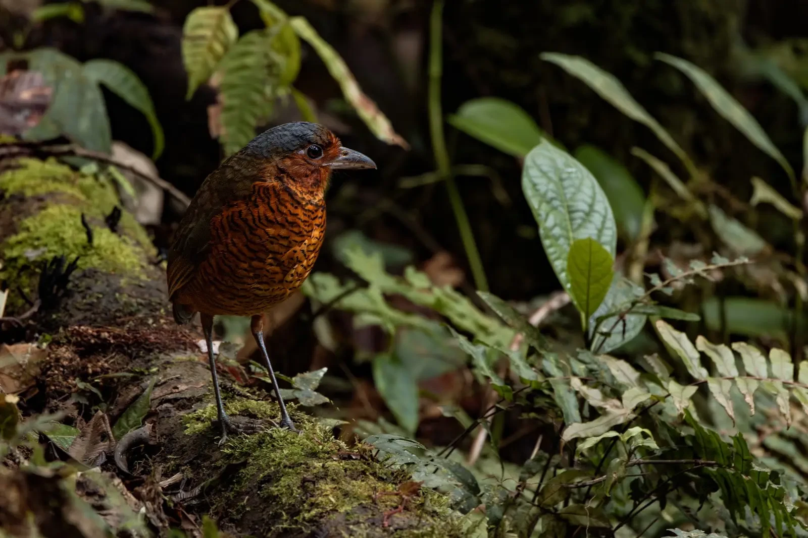 Giant Antpitta in Ecuador