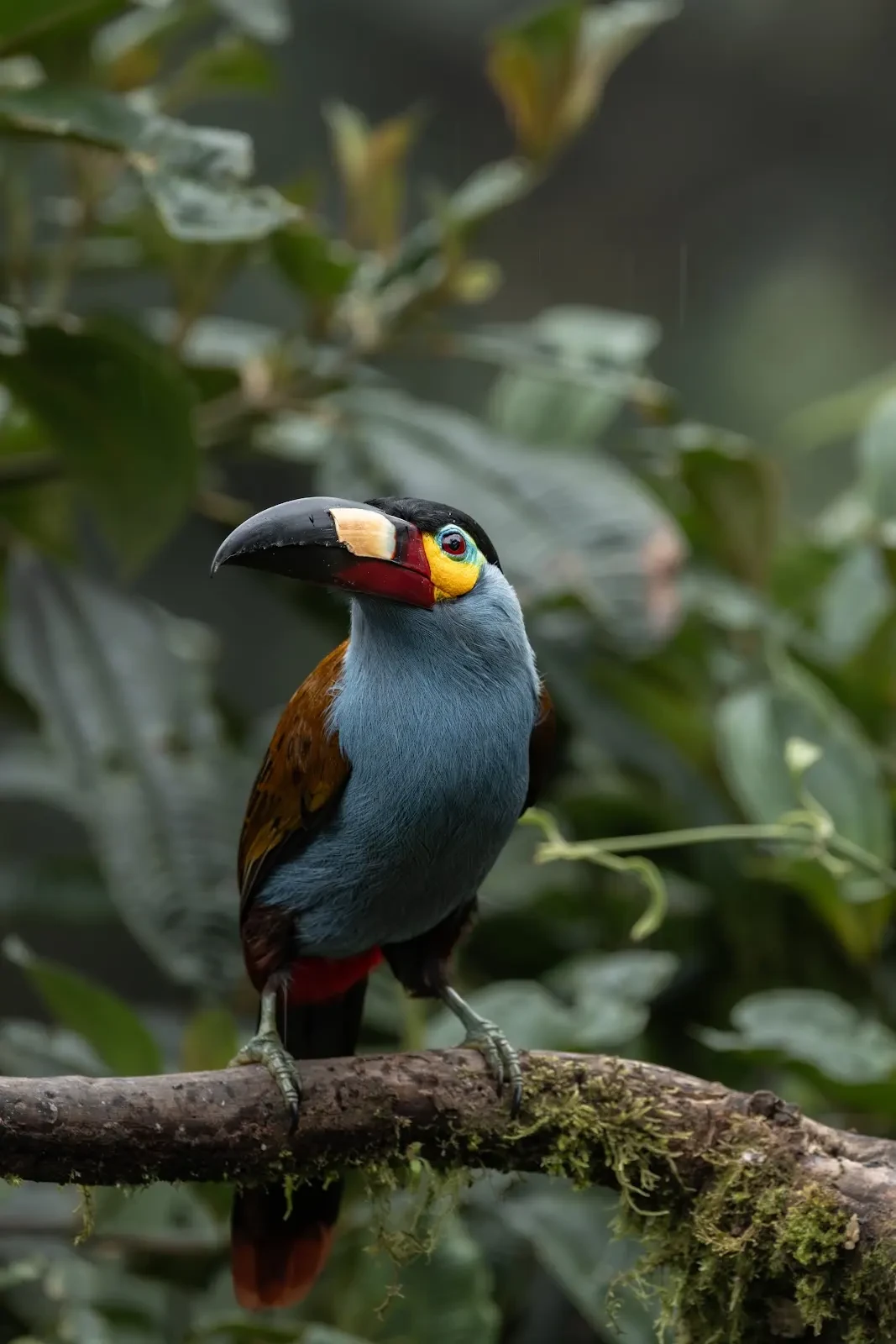 Plate-billed Mountain Toucan in Ecuador
