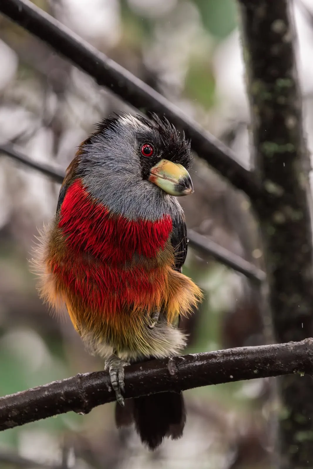Toucan Barbet in Ecuador