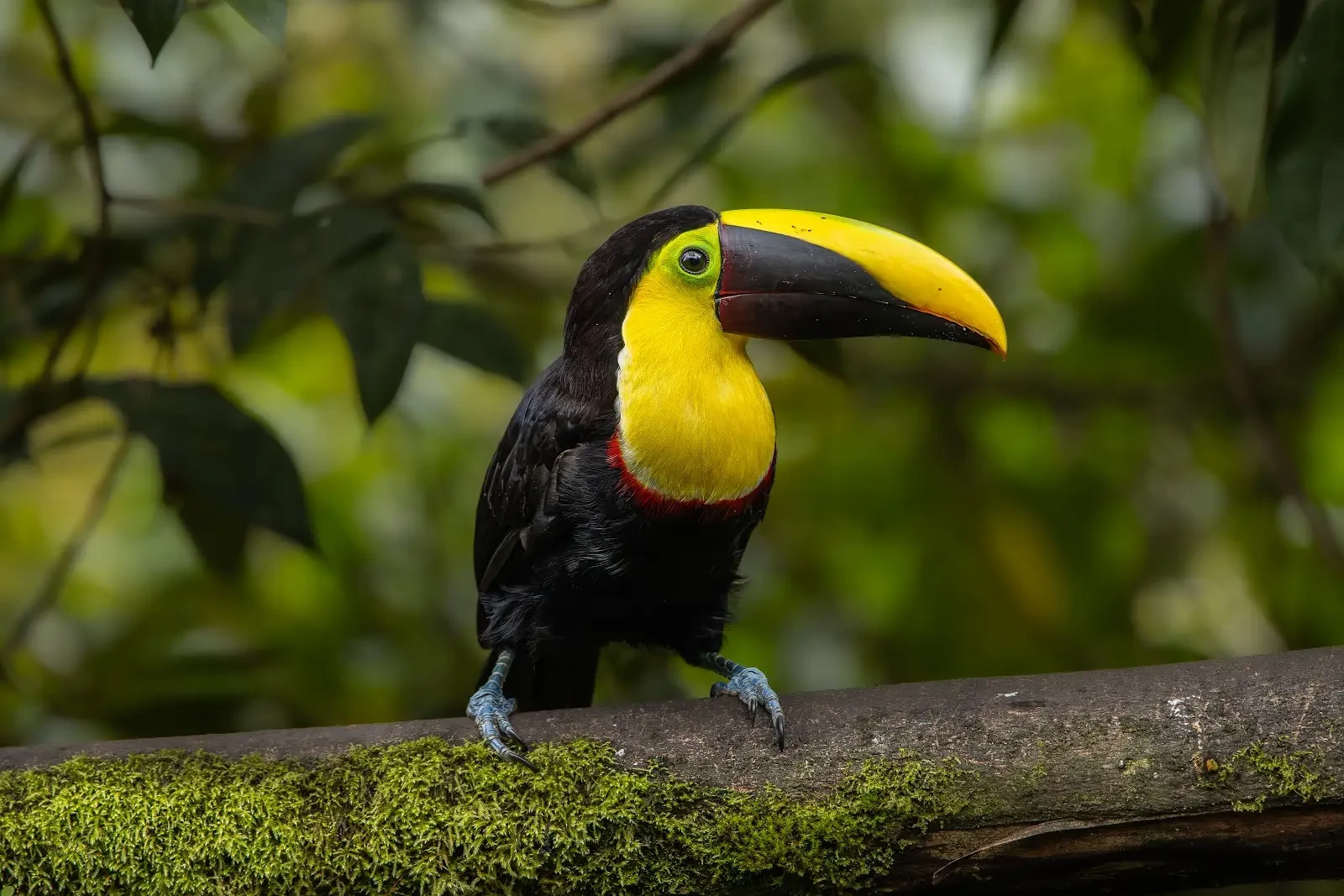 Yellow-throated Toucan in Ecuador