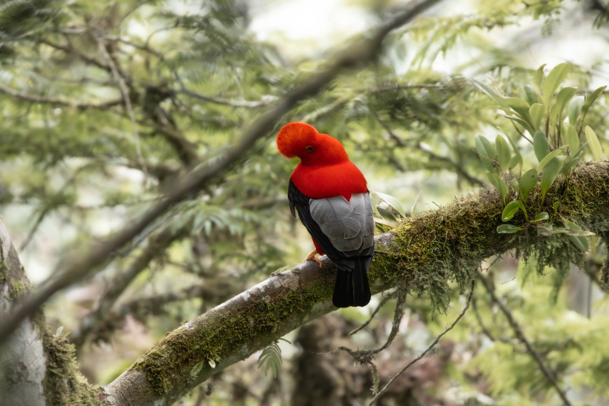 Andean cock-of-the-rock perched in the forest